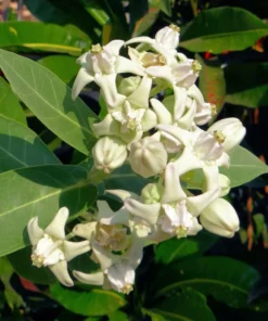 10 Seeds Calotropis gigantea Rare White Crown Flower for Monarch Butterflies