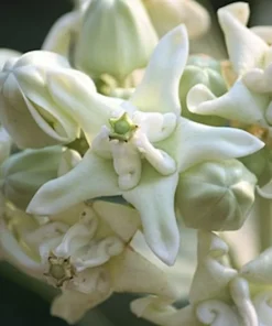 10 Seeds Calotropis gigantea Rare White Crown Flower for Monarch Butterflies