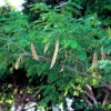 10 Seeds Lebbeck Mimosa Tree - Albizia lebbeck - Fast Growing, Drought Tolerant