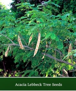 10 Seeds Lebbeck Mimosa Tree - Albizia lebbeck - Fast Growing, Drought Tolerant