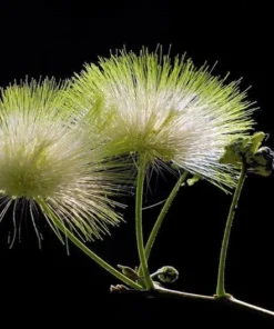 10 Seeds Lebbeck Mimosa Tree - Albizia lebbeck - Fast Growing, Drought Tolerant