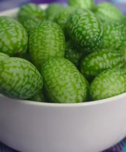 10 Seeds Melothria scabra Mexican Sour Gherkin - Unique Fruit - Heirloom Seeds