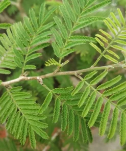 10 Seeds Prosopis cineraria Shami Khari Fast-Growing Tropical Plant