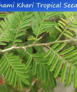 10 Seeds Prosopis cineraria Shami Khari Fast-Growing Tropical Plant