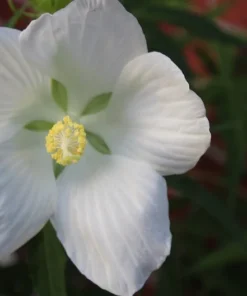 10 Seeds White Texas Star Hibiscus Tall Perennial White Flowers