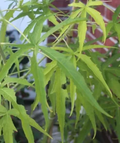 10 Seeds White Texas Star Hibiscus Tall Perennial White Flowers