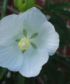 10 Seeds White Texas Star Hibiscus Tall Perennial White Flowers