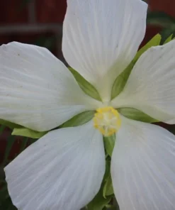 10 Seeds White Texas Star Hibiscus Tall Perennial White Flowers