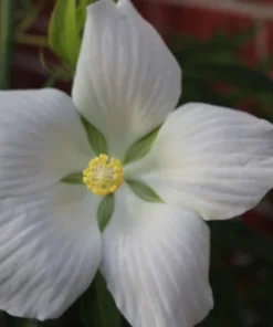 10 Seeds White Texas Star Hibiscus Tall Perennial White Flowers