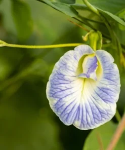 10 Tropical Flower Seeds - Clitoria ternatea - Variegated Blue & White - Non-GMO