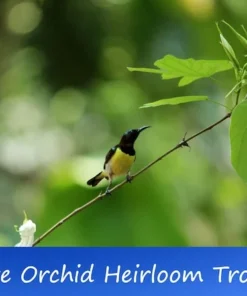 10 Tropical Seeds Dwarf White Orchid Tree 10 Seeds Ornamental White Flowers