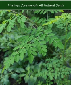 10 Tropical Seeds - Moringa concanensis - Showy White Flowers - Heirloom Variety