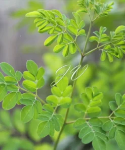 10 Tropical Seeds - Moringa concanensis - Showy White Flowers - Heirloom Variety