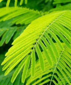 10 Tropical Seeds - Prairie Acacia - Acacia angustissima - White Flowering Plant