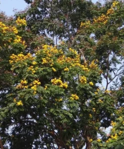 10 Tropical Seeds Yellow Flame Tree Peltophorum pterocarpum Yellow Blossoms