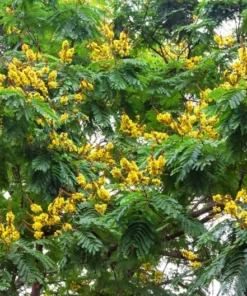 10 Tropical Seeds Yellow Flame Tree Peltophorum pterocarpum Yellow Blossoms