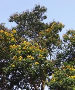 10 Tropical Seeds Yellow Flame Tree Peltophorum pterocarpum Yellow Blossoms