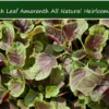 100 Amaranth Miriah Leaf Seeds Annual Colorful Edible Plant Sun Shade
