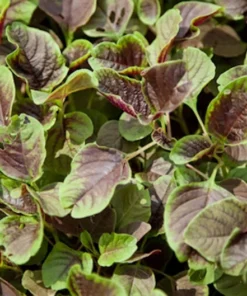 100 Amaranth Miriah Leaf Seeds Annual Colorful Edible Plant Sun Shade