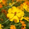 100 Cosmos Bright Lights Flower Seeds - Wildflower for Garden and Cut Flowers