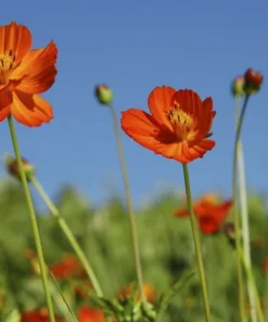 100 Cosmos Bright Lights Flower Seeds - Wildflower for Garden and Cut Flowers