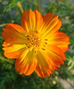 100 Cosmos Bright Lights Flower Seeds - Wildflower for Garden and Cut Flowers