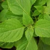 100 Heirloom Clove Scented Basil Seeds - Indoor/Outdoor Herb Plant