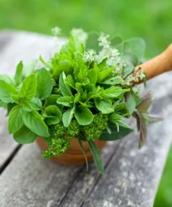 100 Heirloom Clove Scented Basil Seeds - Indoor/Outdoor Herb Plant