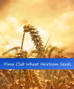 100 Heirloom Grain Seeds Pima Club Wheat 100 Seeds Ancient Cereal Grain
