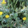 100 Heirloom Prickly Poppy Seeds Argemone mexicana Hardy Annual Wildflower