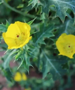 100 Heirloom Prickly Poppy Seeds Argemone mexicana Hardy Annual Wildflower
