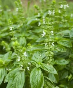 100 Heirloom Seeds Italian Sweet Basil - All Natural, Ideal for Indoor/Outdoor Use