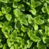 100 Heirloom Seeds Oregano Vulgare Potted Plant Seed Indoor Outdoor Herb