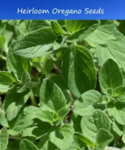 100 Heirloom Seeds Oregano Vulgare Potted Plant Seed Indoor Outdoor Herb