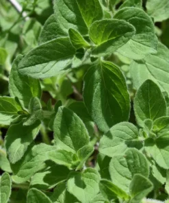 100 Heirloom Seeds Oregano Vulgare Potted Plant Seed Indoor Outdoor Herb