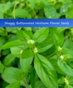 100 Heirloom Seeds - Shaggy Buttonweed - White Flower - Annual/Perennial