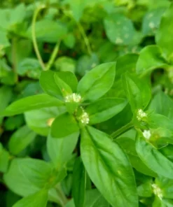100 Heirloom Seeds - Shaggy Buttonweed - White Flower - Annual/Perennial