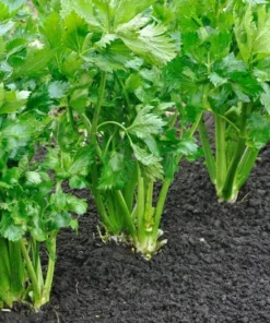 100 Heirloom Seeds Tall Utah Celery 52-70 Tasty Crunch Non-GMO