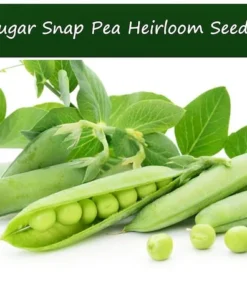 100 Heirloom Sugar Snap Pea Seeds | Sweet Vegetable Seeds for Gardens
