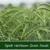 100 Organic Spelt Grain Seeds - Dinkel - 100 Seed Starter Pack - Ancient Wheat for Home Gardening