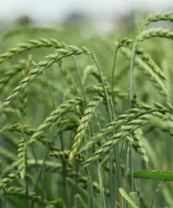 100 Organic Spelt Grain Seeds - Dinkel - 100 Seed Starter Pack - Ancient Wheat for Home Gardening