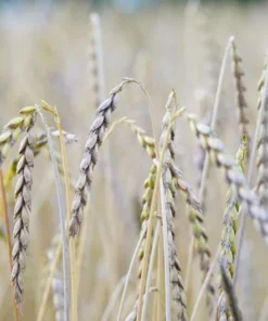 100 Organic Spelt Grain Seeds - Dinkel - 100 Seed Starter Pack - Ancient Wheat for Home Gardening