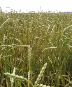 100 Organic Spelt Grain Seeds - Dinkel - 100 Seed Starter Pack - Ancient Wheat for Home Gardening