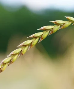 100 Organic Spelt Grain Seeds - Dinkel - 100 Seed Starter Pack - Ancient Wheat for Home Gardening