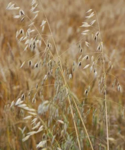 100 Seeds Organic Oats Starter Pack Cereal & Flour Grain Ideal for Container