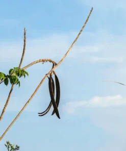 100 Tropical Seeds - Rare Broken Bones Tree - Indian Trumpet Flower - Oroxylum indicum