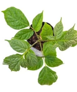 100 Tropical Seeds - Rare Broken Bones Tree - Indian Trumpet Flower - Oroxylum indicum