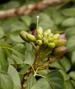 100 Tropical Seeds - Rare Broken Bones Tree - Indian Trumpet Flower - Oroxylum indicum