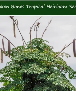 100 Tropical Seeds - Rare Broken Bones Tree - Indian Trumpet Flower - Oroxylum indicum