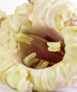 100 Tropical Seeds - Rare Broken Bones Tree - Indian Trumpet Flower - Oroxylum indicum